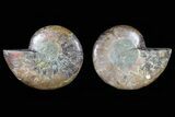 Cut & Polished Ammonite Fossil - Agatized #78375-1